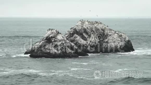 三角形形状的海豹公鸡