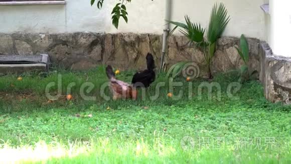 黑棕色的母鸡在草地上啄东西视频