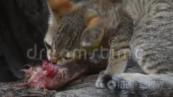 阿拉伯野猫小猫吃鸡肉视频