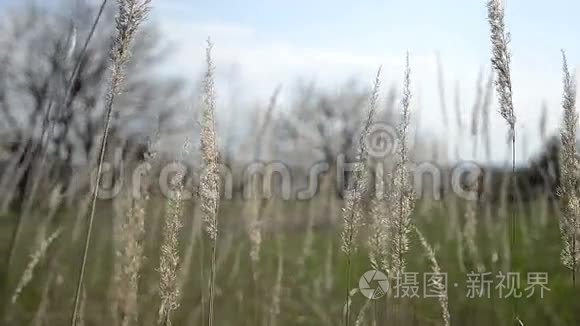 阳光玉米种植景观视频