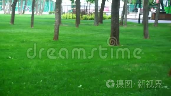 公园里绿树成荫的草坪视频