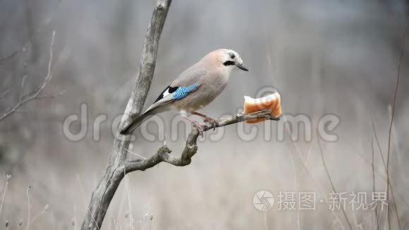 欧亚大陆座在树枝上啄食脂肪视频