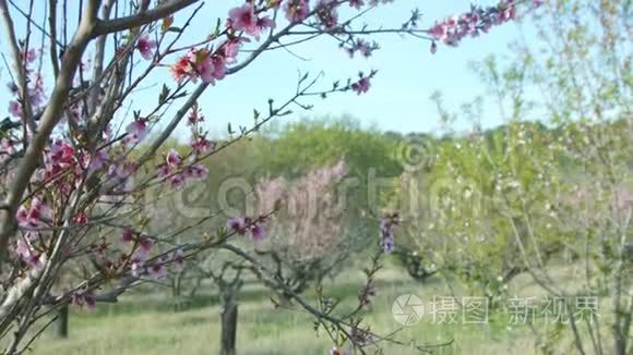 美丽的女孩来到开花的树视频