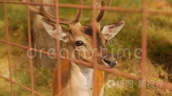 美丽的野生动物斑点鹿，在大自然的背景上有角，日本鹿，年轻