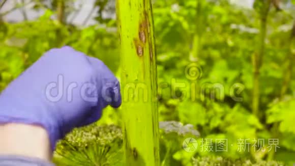 生态学家检查植物的手