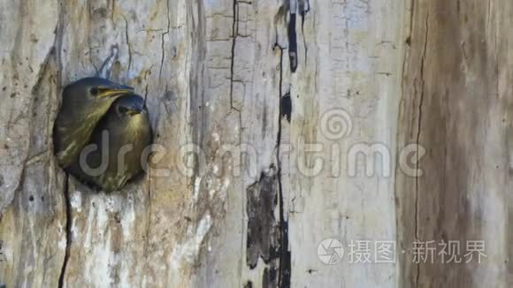 小知更鸟坐在树上的圆洞里视频