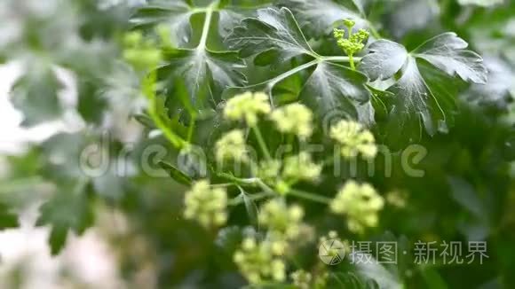 欧芹，有叶子和种子的新鲜草本植物