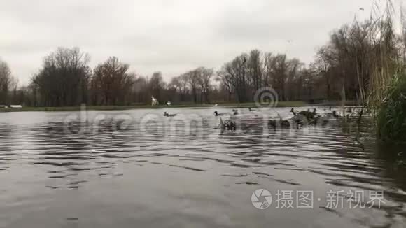 鸭池把相机浸入水中视频