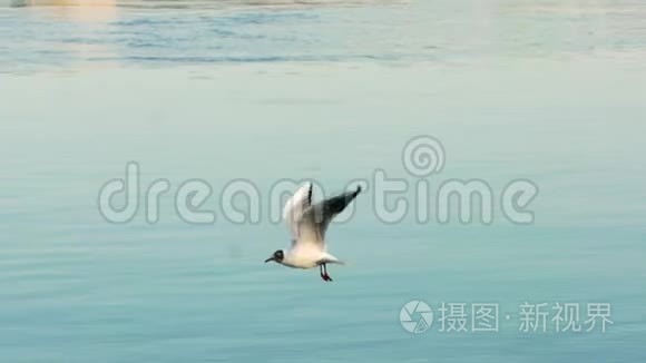 多瑙河海鸥在河上飞翔视频