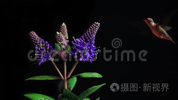 蜂鸟以盛开的花朵为食视频