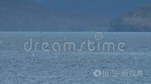 海鸥在水上疯狂觅食视频