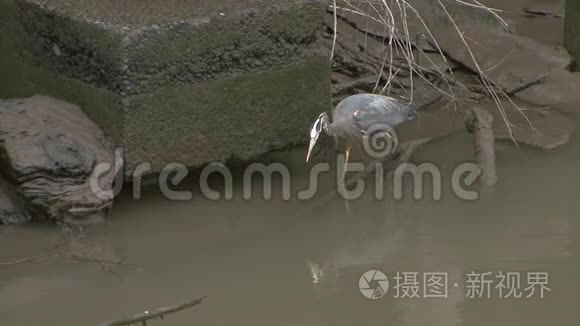 水中的蓝色鹭鱼