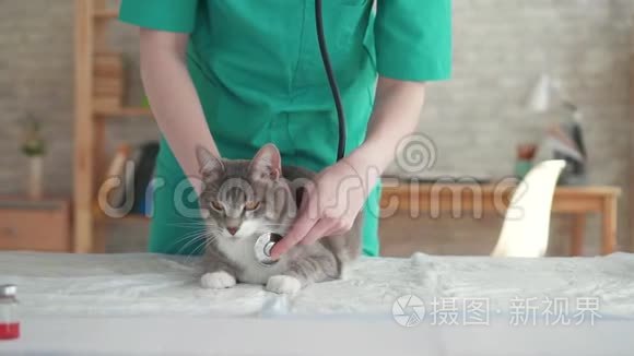 女子兽医猫检查与听诊器关闭