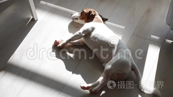 睡在地板上的幼犬杰克罗素视频