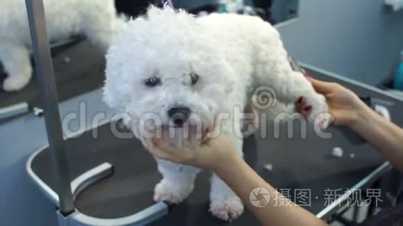 新郎在巴伯店为狗梳狗Bichon Frise。