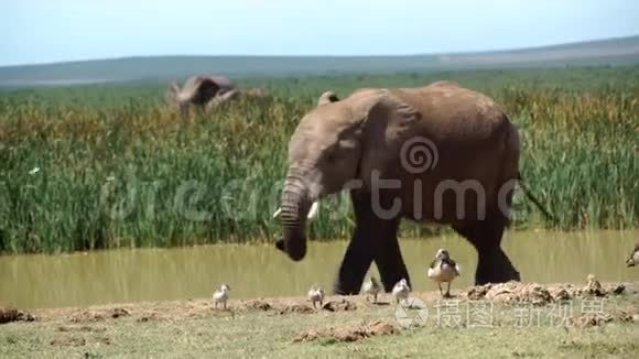大象在水池里走来走去视频