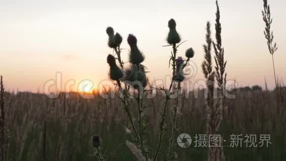 野花特写。 在日落的时候。