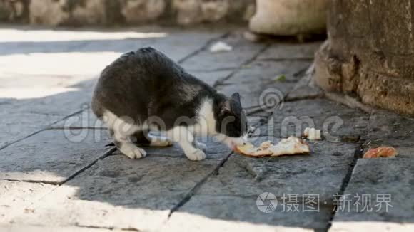 宠物坐在地上，在公园户外吃猫粮。 家猫在地板上吃食物。