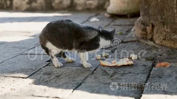 猫坐在地上，在公园里户外吃猫粮。 家猫在地板上吃食物。