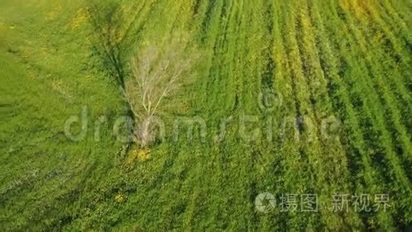 以树作为绿草地的兴趣点视频