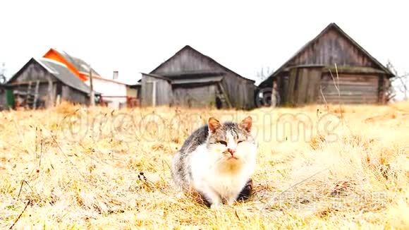 麦田里的斑点猫视频