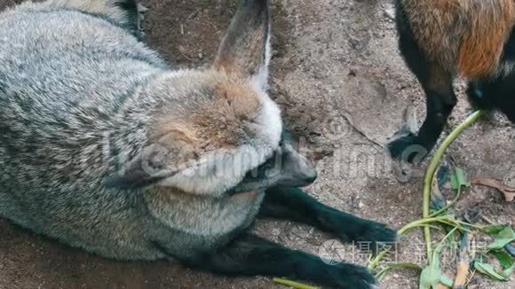 khaokheo动物园围场内的一群野狐