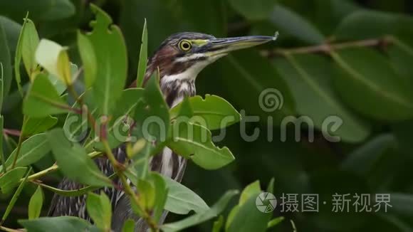 枝上的绿鹭.. 科学名称ButoridesvirescensMaculata。