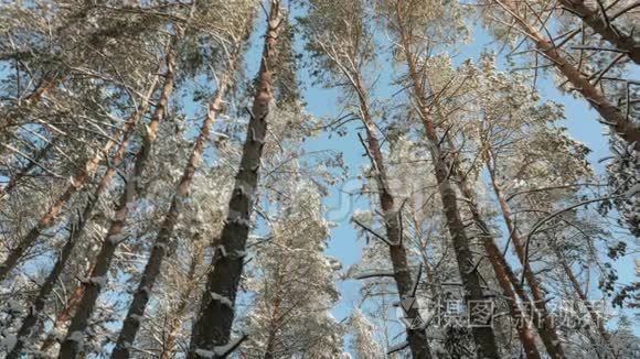 蓝天和白雪皑皑的树梢视频