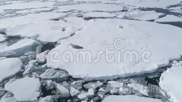 冰山海豹南极野生动物视频