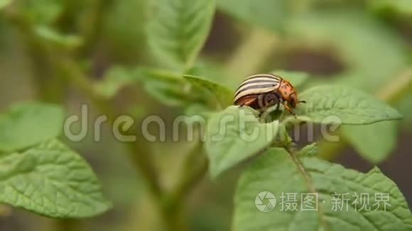 科罗拉多马铃薯甲虫在花园里吃土豆叶土豆。 害虫和寄生虫破坏农业作物