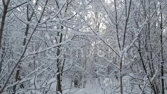 降雪时冬林中的雪杉树。 雪花和圣诞节的概念