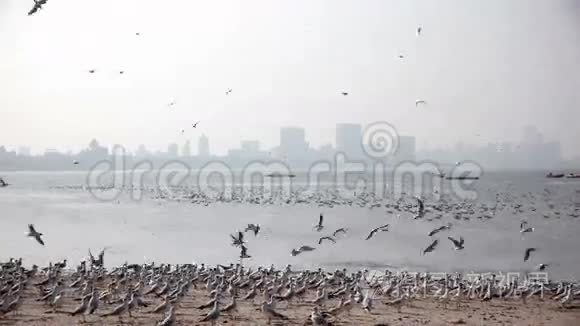 孟买海滩的海鸥视频