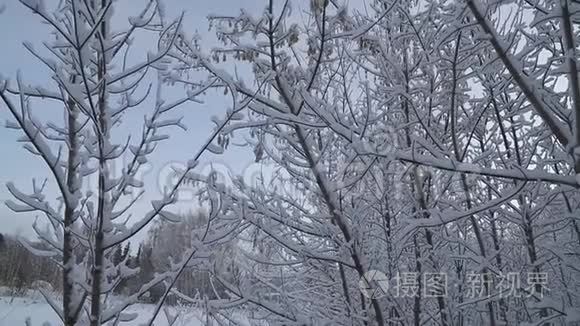 降雪时冬林中的雪杉树。 雪花和圣诞节的概念