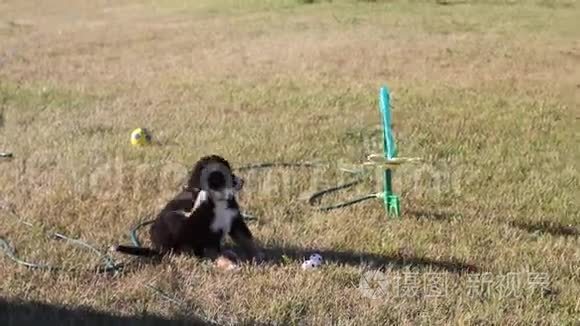 小狗在公园的草地上玩耍视频