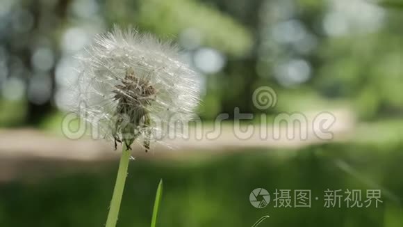 蒲公英种子头，在模糊的背景，特写。