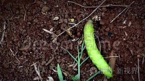 红色土壤上的绿色毛毛虫