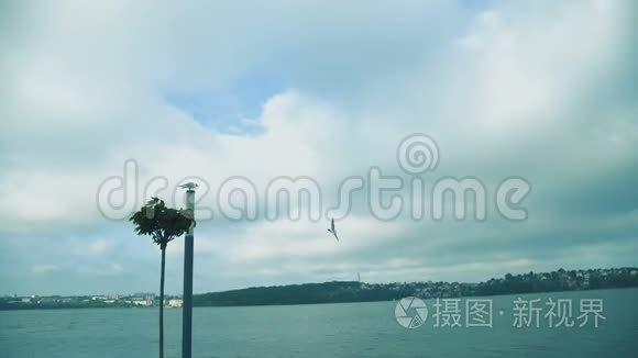 一只海鸥在泳池上方飞向天空视频