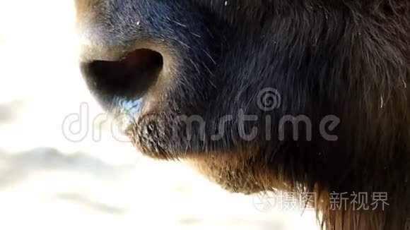 一只大鼻孔充满鼻涕的水牛视频