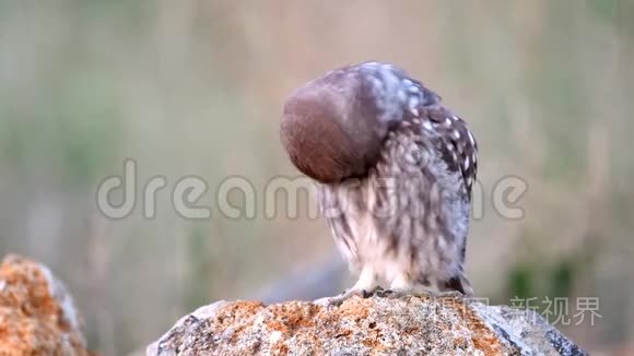 一只小猫头鹰站在石头上视频