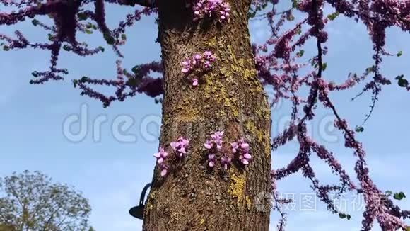 犹大树，爱情树，紫荆树，春天盛开