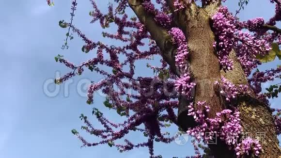 犹大树，爱情树，紫荆树，春天盛开
