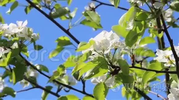梨树的花视频