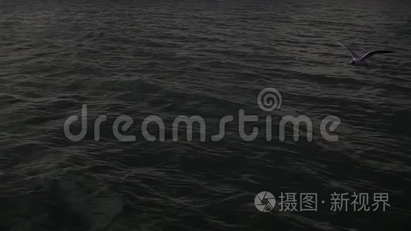 很好的海鸟游泳和飞行视频