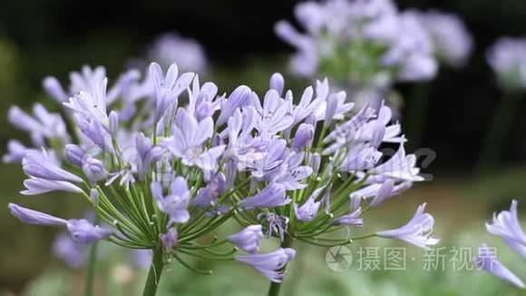 东京花卉公园的