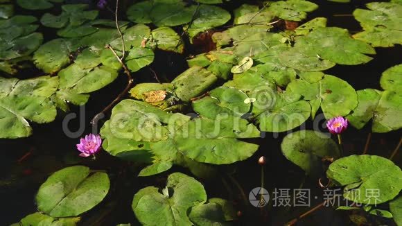 一组美丽的莲花，在沼泽中呈现出生动的粉红色