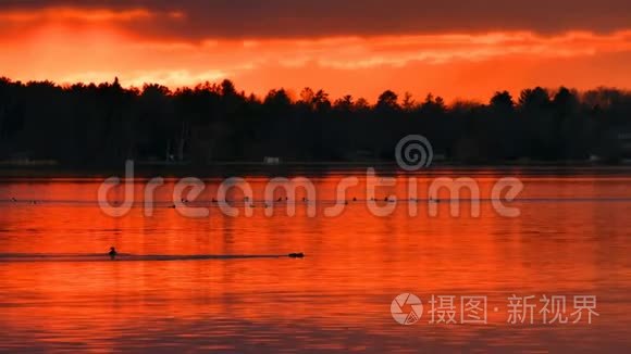 鸭子在夕阳下美丽的湖里游泳视频
