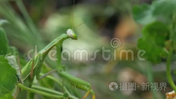 昆虫绿色的螳螂坐在草地上