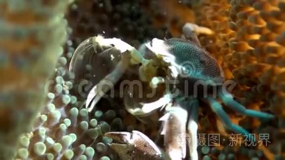 海葵上的瓷蟹和小丑鱼和虾视频