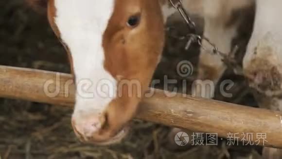 奶牛在农场吃干草视频