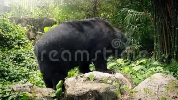 熊在动物园里四处走动视频
